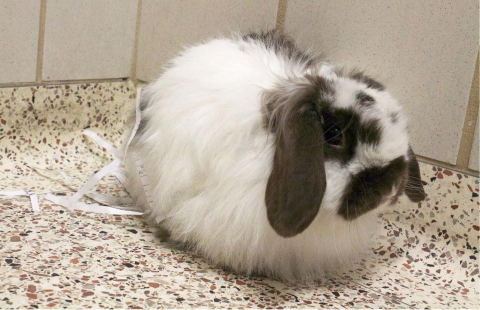 Jump to the humane society for hoppy hour