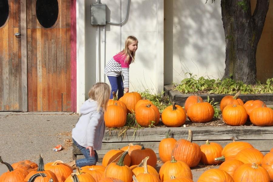 Children and adults pick through an array of pumpkins that can be found by the main building at Minnesota Harvest Apple Orchard.
