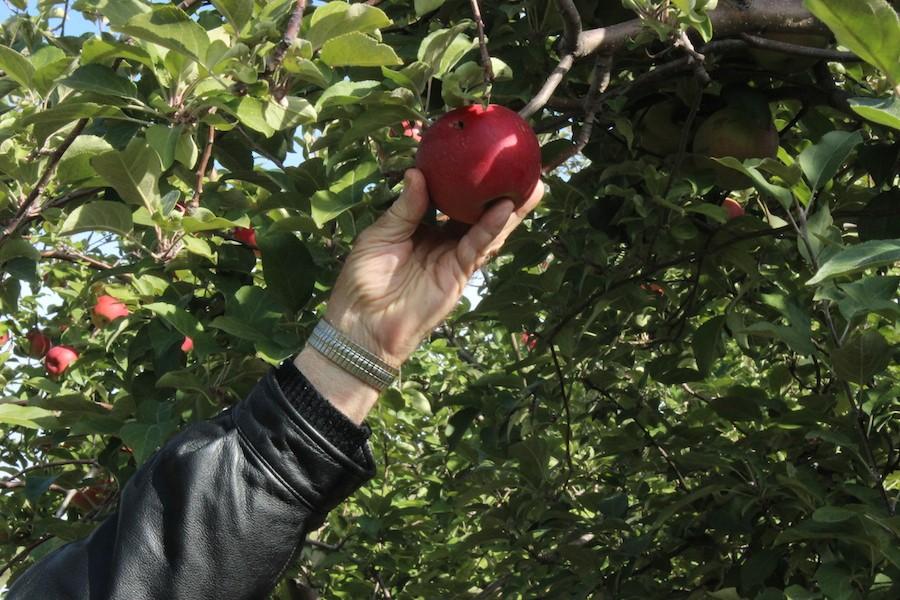 A man reaches for a fresh apple off one of the many trees at the Minnesota Harvest.