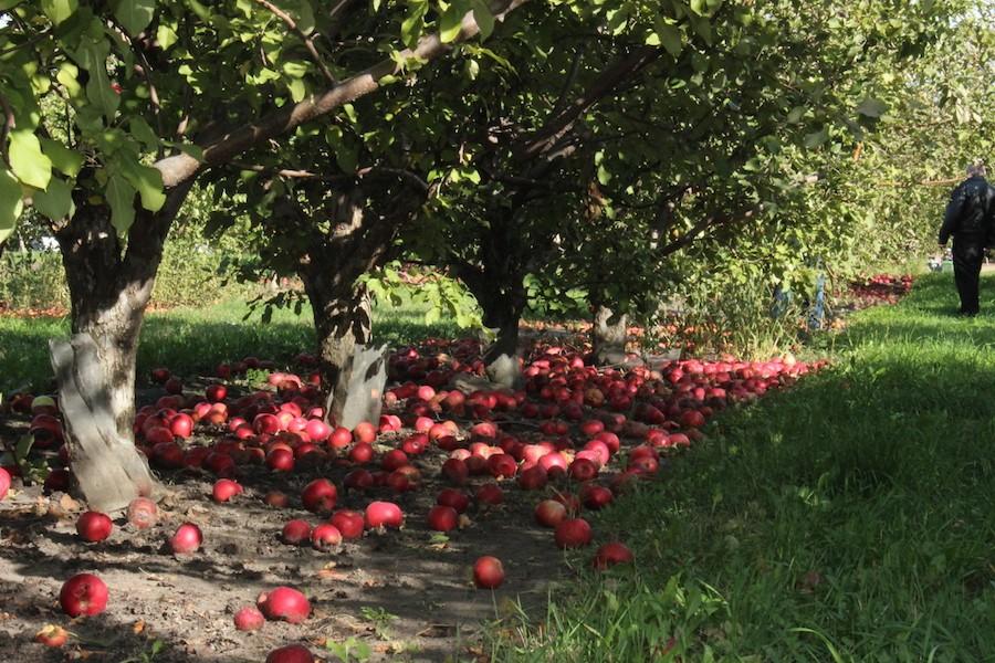 Visitors of the apple orchard freely walk and pick, many different types of apples offered.