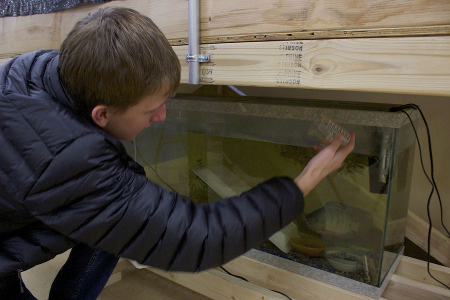 Sophomore Phillip Djerf feeds the fish in the aquaponics system, implemented in adviser Al Wachutkas classroom by Roots and Shoots.