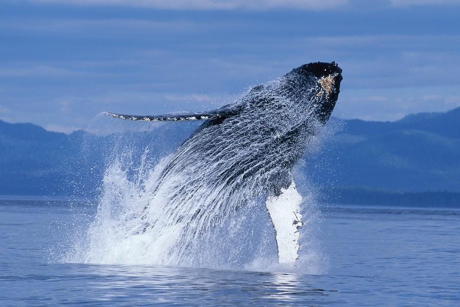“Humpback Whales”