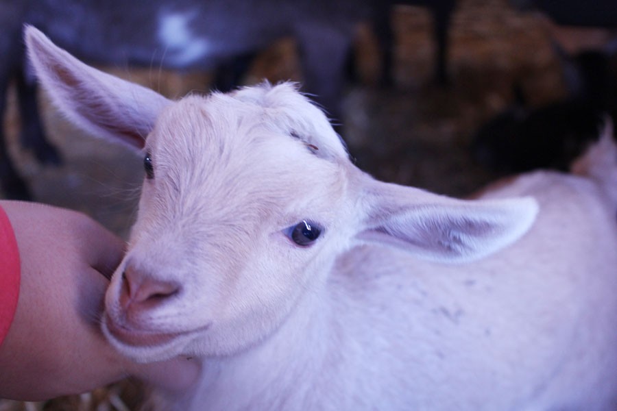Travel to the farm:
A young goat receives attention at the Wells Fargo Family Farm section of the Minnesota Zoo. People are able to feed the goats while they visit.