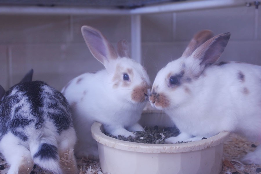 Hop around: Two baby bunnies huddle together as they nibble on their food. In addition to bunnies, the exhibit features piglets, lambs, goat kids and ducklings.