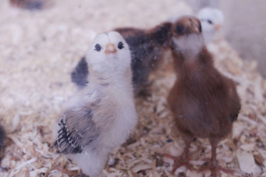 First look: A baby chick peers out from a viewing case. The chicks currently live inside until the weather warms up, when they will move outdoors.