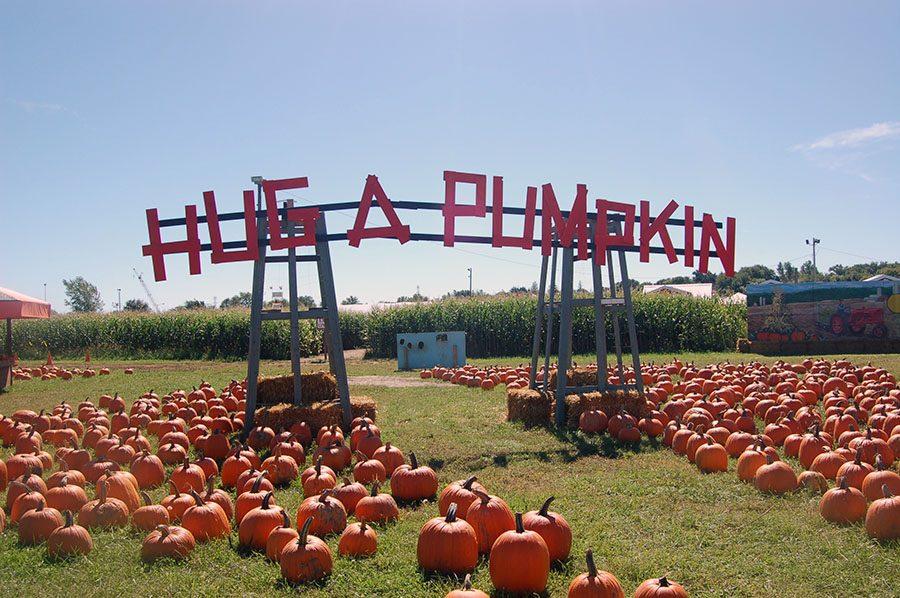 Visitors encounter a pumpkin patch at the entrance of Severs Fall Festival. On week days from 10am-7pm admissions are free and $7.00 on the weekend. On weekends kids 12 and under with paid admissions receive a free face painting. 