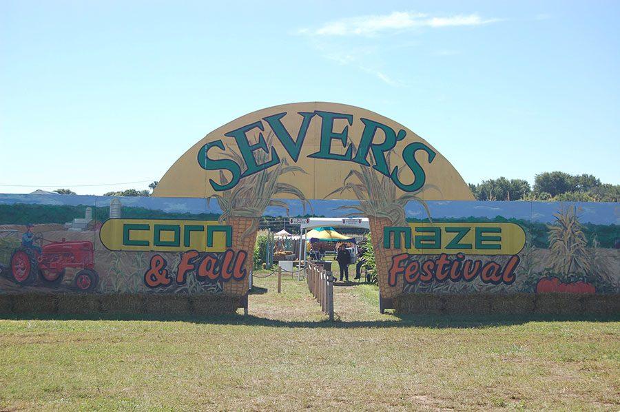 Severs Fall Festival is open Fridays, Saturdays and Sundays Sept. 9 to Oct. 30, 2016. The orchard is open 7am to 10pm. Contact the Orchard at (763) 479-6530.