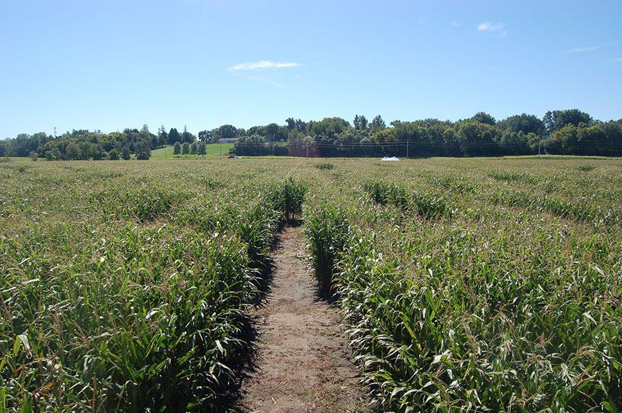 Severs Fall Festival includes a Corn Maze shaped to celebrate the festivals 20th anniversary. There is a corn maze challenge available for visitors to participate in. This will be the 40th year Minnetonka Orchards is open.  
