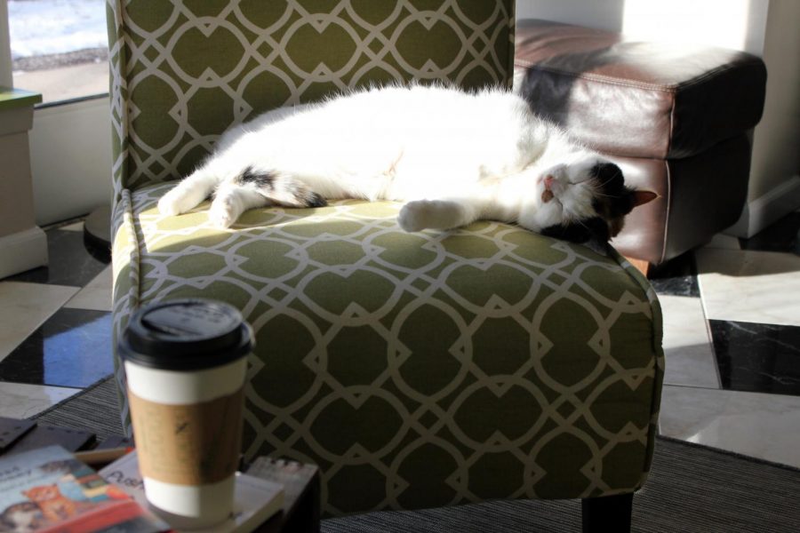 Customers can drink coffee with cats at the Cafe Meow on Hennepin Ave. Cafe Meow is the first cat cafe in Minneapolis.