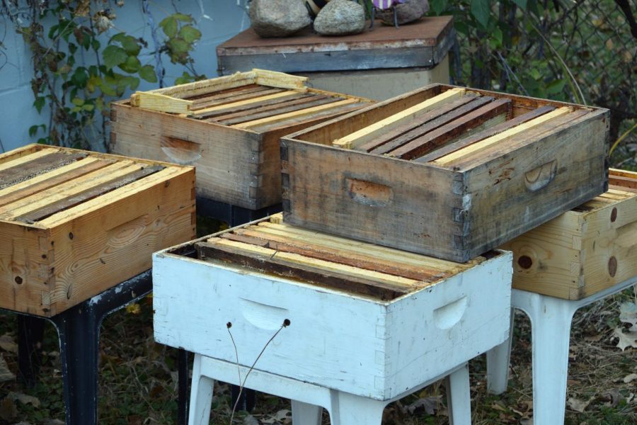 After harvesting 150 pounds of honey over the past season, unused frames sit stacked in the Franklins yard.