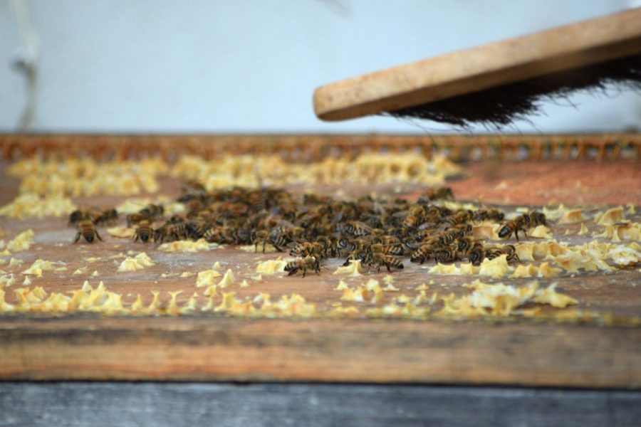Using a brush, Franklin swept the bees aside in order to access the frame.