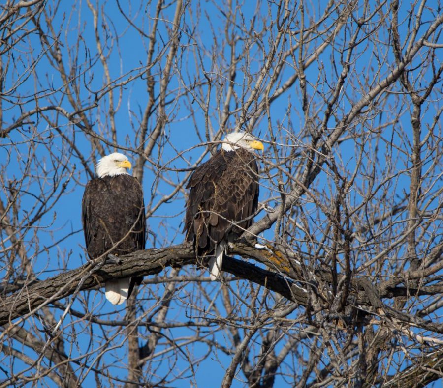 While near Lake Harriet, I glanced to my right and saw these two bald eagles perched together. I was able to spend some time with them before they both flew away. Bald eagles were one of the first birds that I enjoyed watching, as I was fascinated by their impressive fishing technique where they catch fish while gliding over the water. 