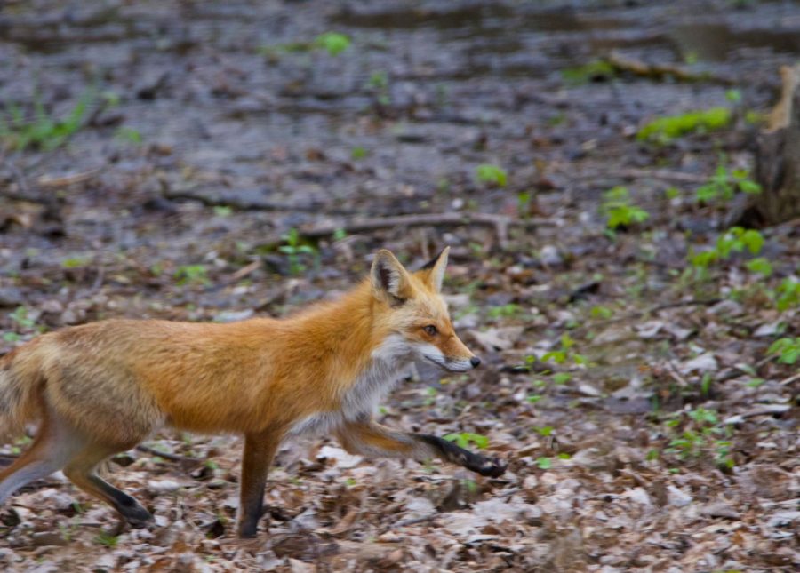 A red fox trots through my backyard this past spring. I was super excited to finally photograph a fox after a long time had passed without seeing one. I believe that if you look for wildlife wherever you are, there is a strong chance you will find something, whether it be a squirrel or this red fox. 