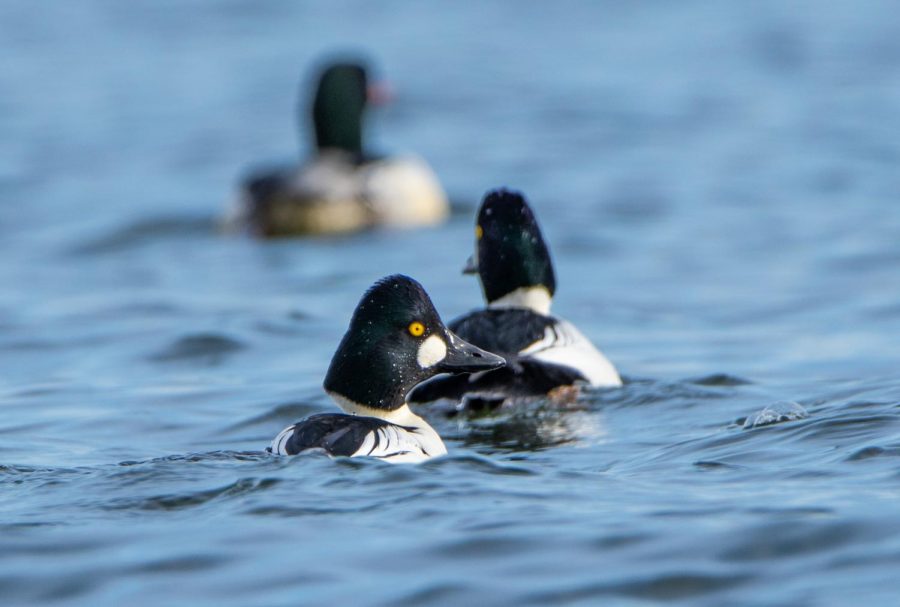 Two common goldeneyes float on Lake Harriet. I was able to enjoy the presence of these birds just before the water froze over.
