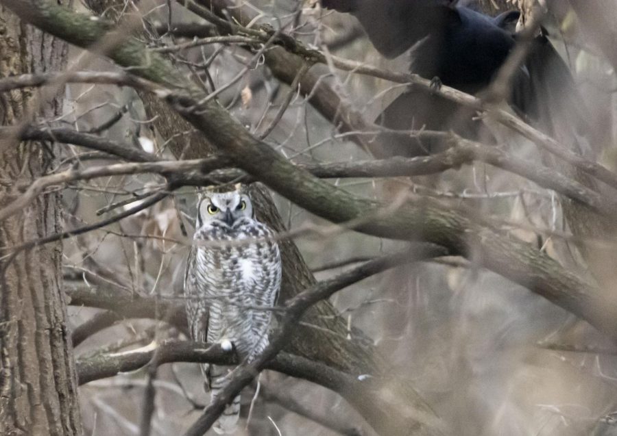 This subarctic great horned owl, identifiable by its lighter color, showed up in my backyard early this winter. I was able to find this owl after hearing crows and blue jays mobbing it, a common sign of the presence of a bird of prey. 