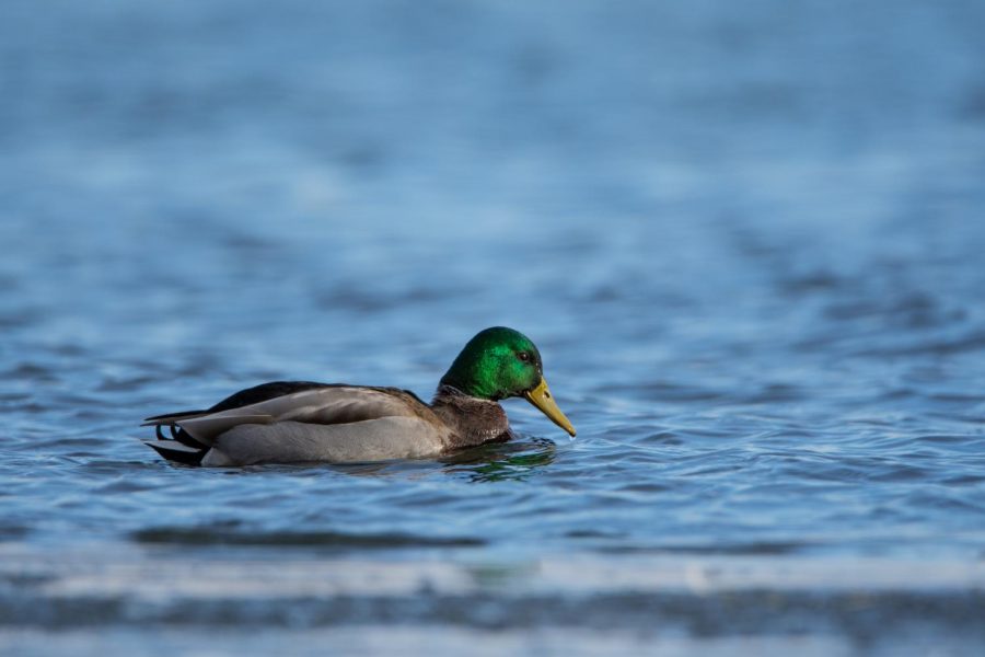 Even mallards, which I see pretty commonly, can make for nice photography subjects. This image was captured at Lake Harriet in early winter. This photo stands out to me because of the tiny water droplet on the bill of the mallard.  