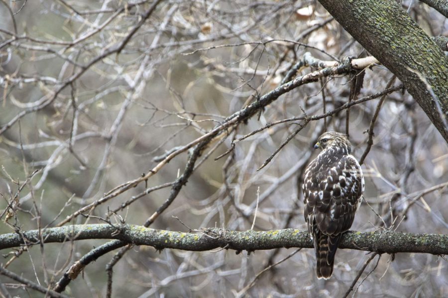 A glance out of my dining room window early this winter lead to an encounter with this young red shouldered hawk. I ran to get my camera after seeing it and am grateful to have had multiple encounters since.
