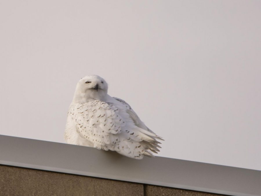 Seeing a snowy owl in the Twin Cities area truly was a treat for me. My encounter with this owl lasted only a minute or two but it is one I will cherish forever. 