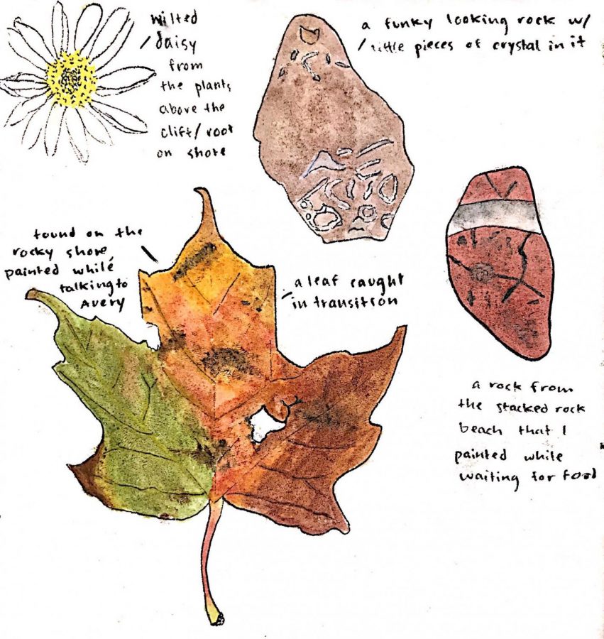 This image is an example of lightly annotated phenology drawings by Claire Bargman. Phenology journaling is a way to thoroughly observe your surroundings as the seasons change. 
