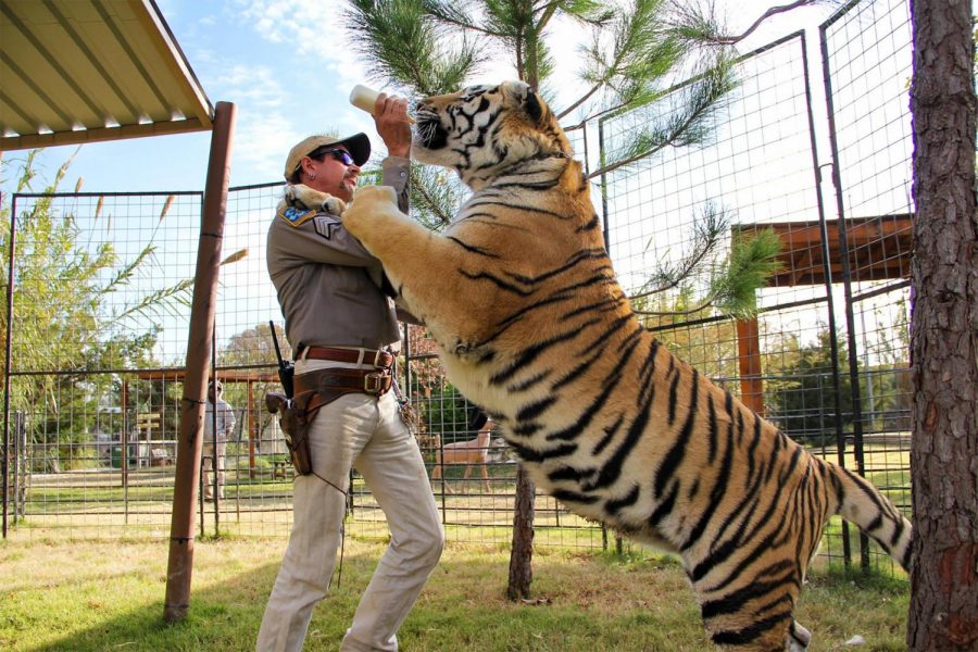 Fair use from Netflix. Joe Exotic, star of “Tiger King: Murder, Mayhem and Madness,” feeds a tiger. The eighth episode of the Netflix series was released April 12.