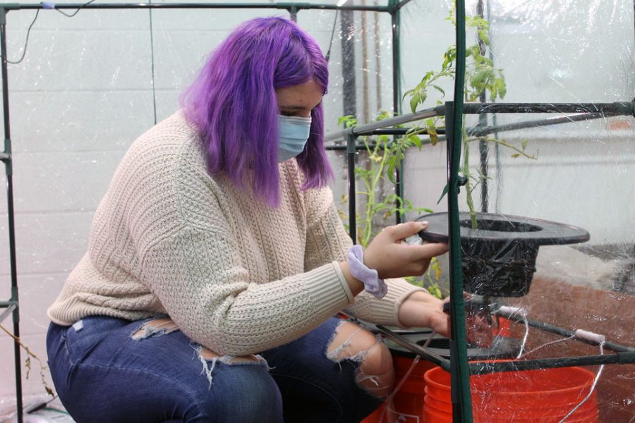 Senior Liz Hodges is a part of the SLP Seed Hydroponics team. Once a week, the team checks on their green houses where the plants are grown and makes any improvements to their environment.
