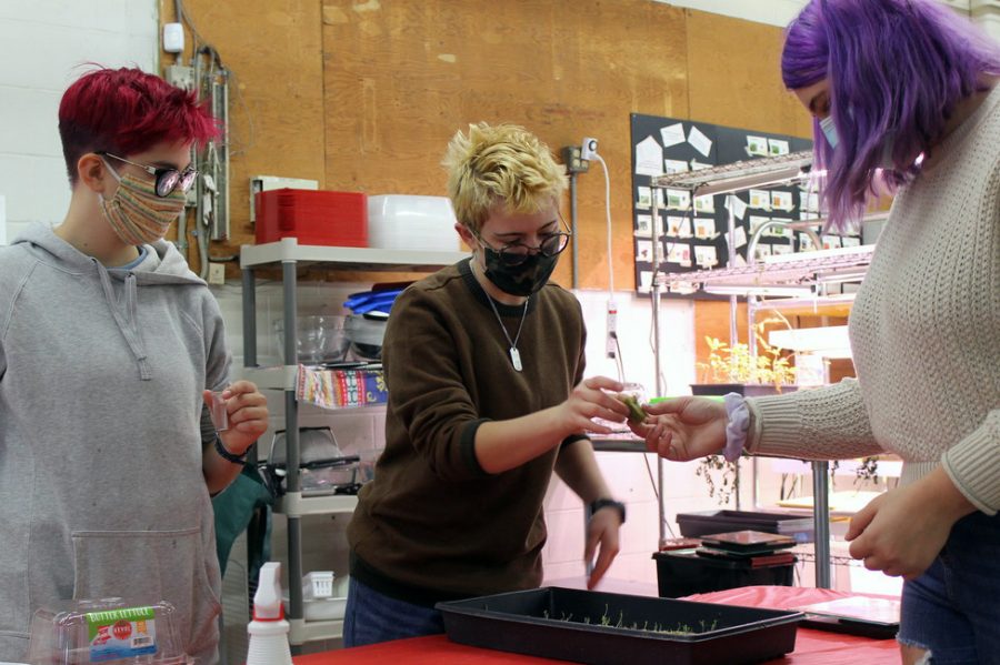 Seniors Zoe Frank, Audrey Long and Liz Hodges working at Seeds Feeds Oct. 24, 2020. The organization seeks to cultivate sustainable agriculture and eliminate hunger in St. Louis Park.