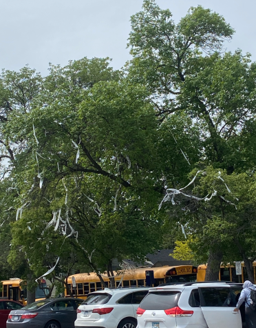 Seniors throw toilet paper on trees outside of the school as their senior prank. Other pranks by seniors included throwing water balloons and shooting water guns at underclassmen.