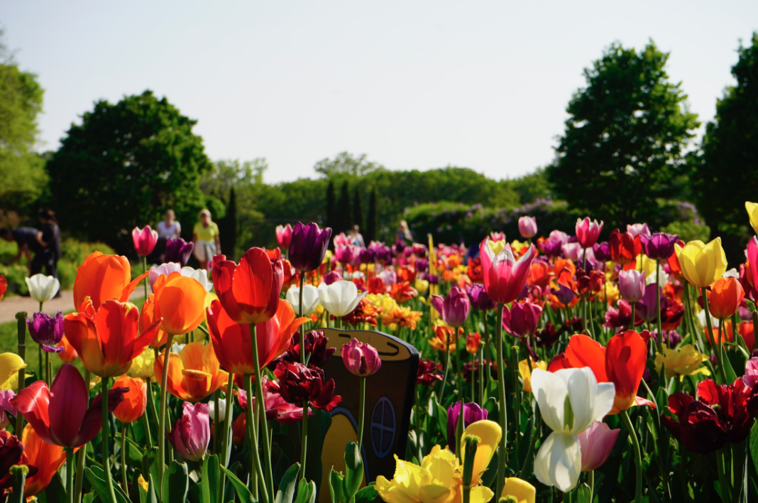 The tulips are in full bloom at the Minneapolis Rose Garden May 14. The garden showcases over 3,000 plants.